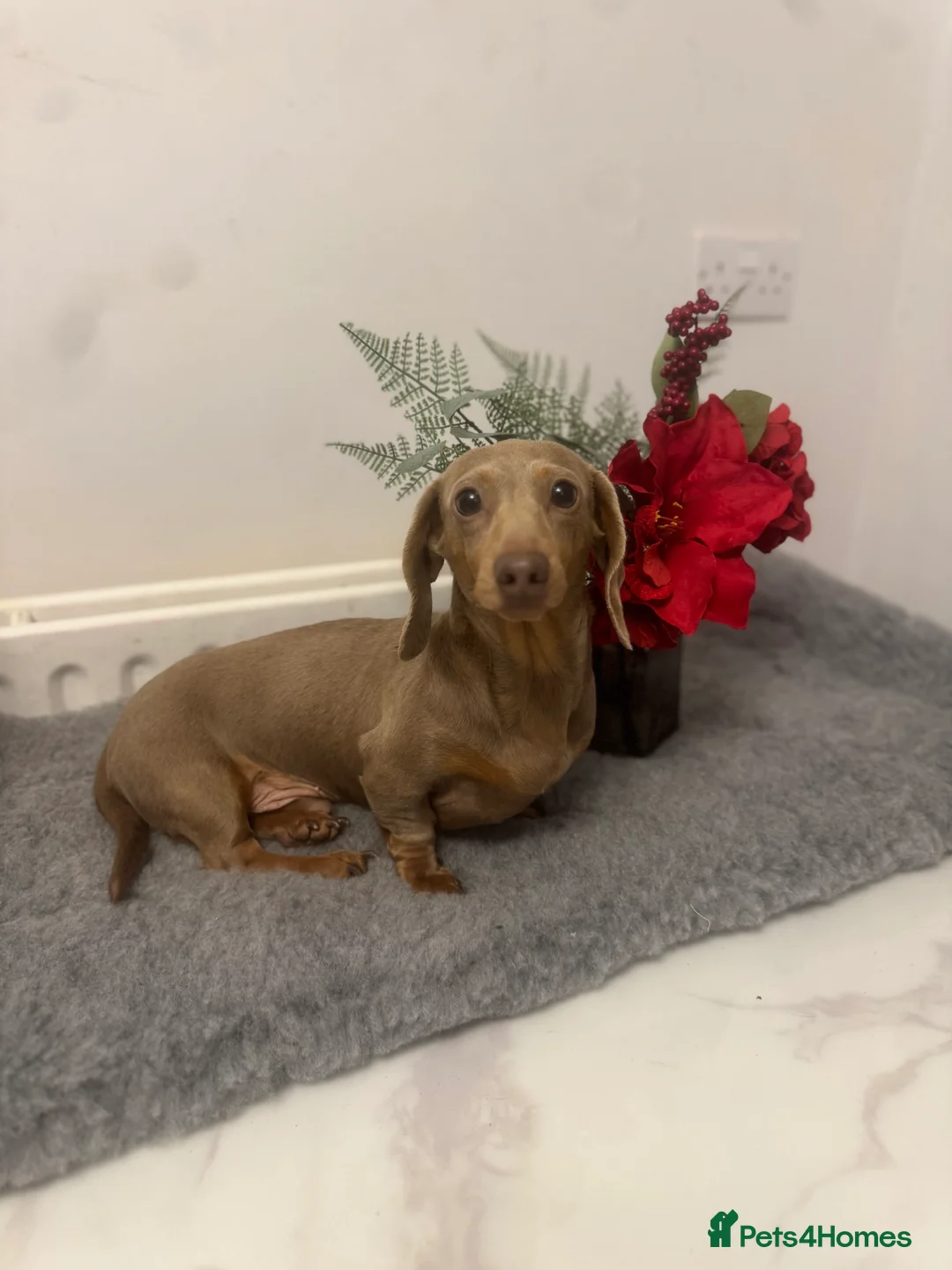 Miniature Dachshund dogs for sale: Isabella silver dapple miniature Daschound puppy’s - Advert 7