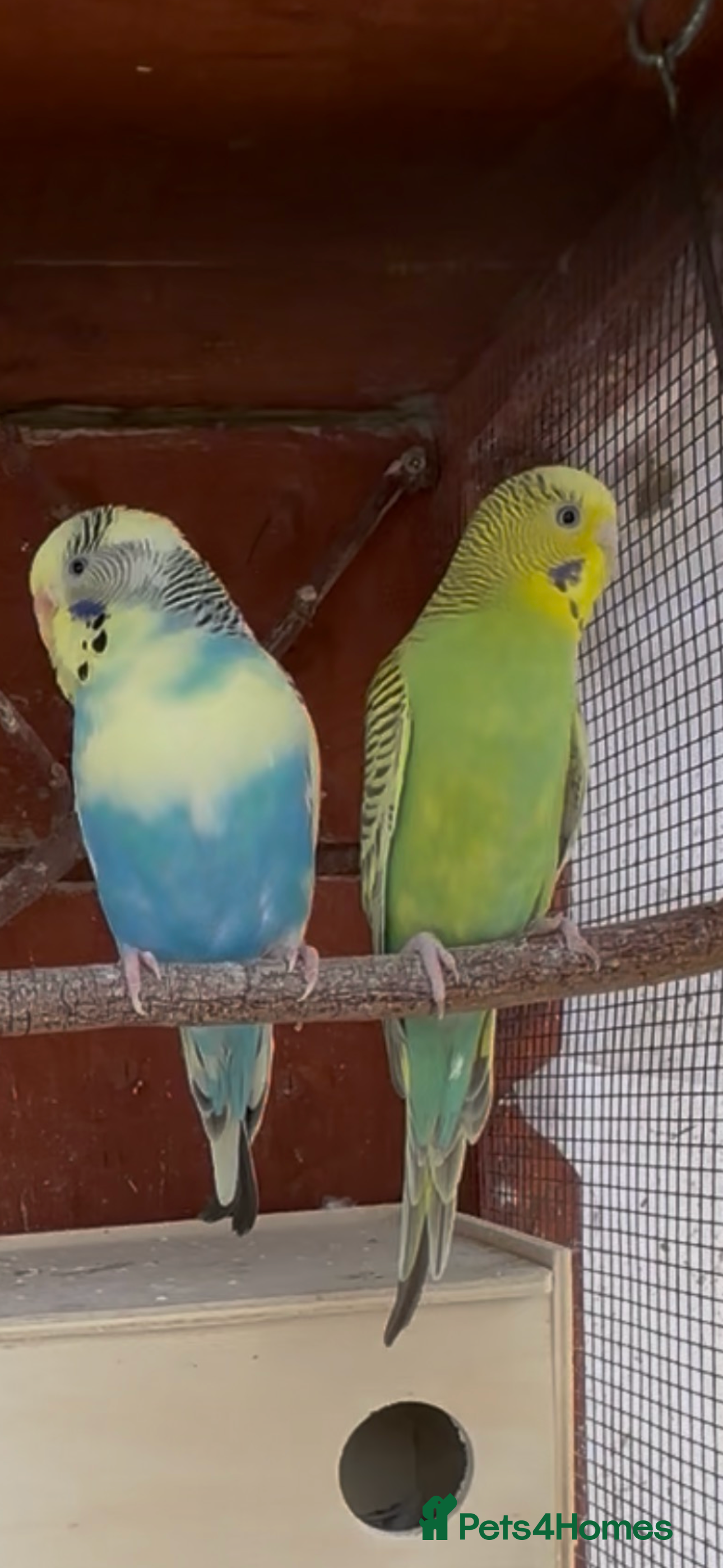 Budgerigars birds Budgies for sale - Advert 2