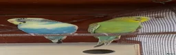 Budgerigars birds for sale: Budgies for sale - Advert 1