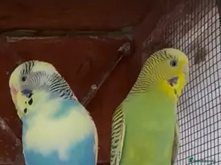 Budgerigars birds Budgies for sale - Advert 3