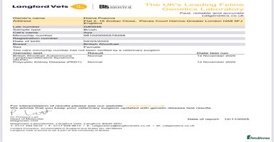 British Shorthair cats 4 Bicolour British Shorthair boys looking new home - Advert 2