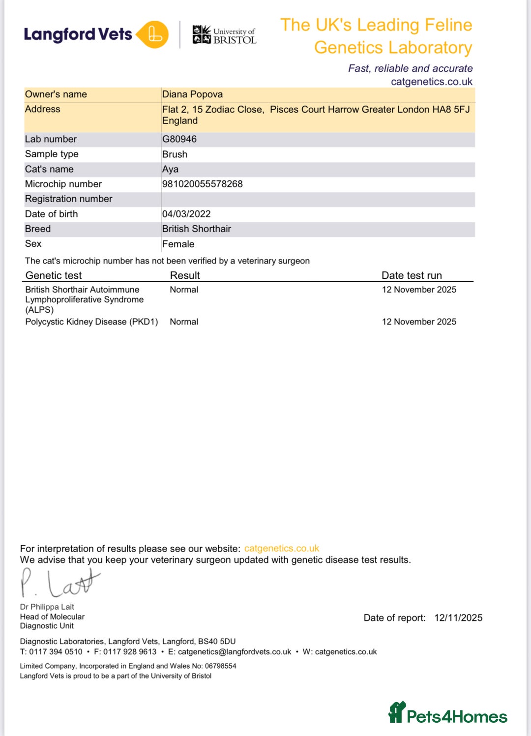 British Shorthair cats for sale: 1 Bicolour British Shorthair boys looking new home - Advert 2
