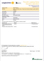 British Shorthair cats 4 Bicolour British Shorthair boys looking new home - Advert 2