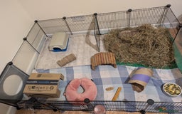 Guinea Pig rodents for sale: Guinea pigs  - Image 4