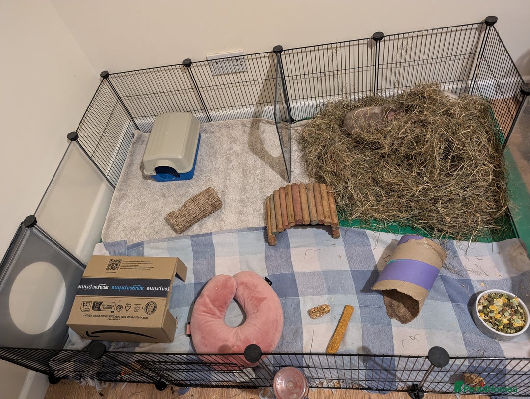 Guinea Pig rodents for sale: Guinea pigs  - Image 4