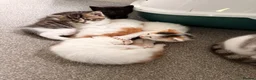 Mixed Breed cats for sale: 5 gorgeous playful little ones  - Advert 13