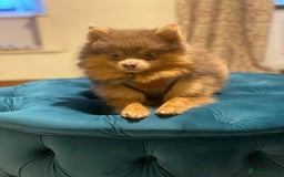 Pomeranian dogs for stud: Beautiful POMERANIAN ready for stud 🐻 - Image 3