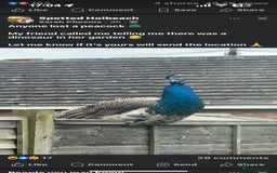 Peafowl poultry for sale: Pair of peacocks - Image 2