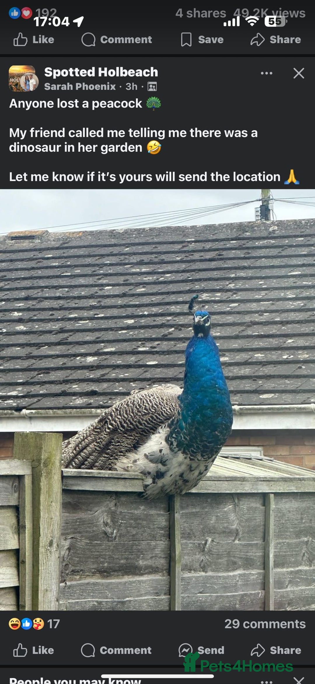 Peafowl poultry for sale: Pair of peacocks - Image 2