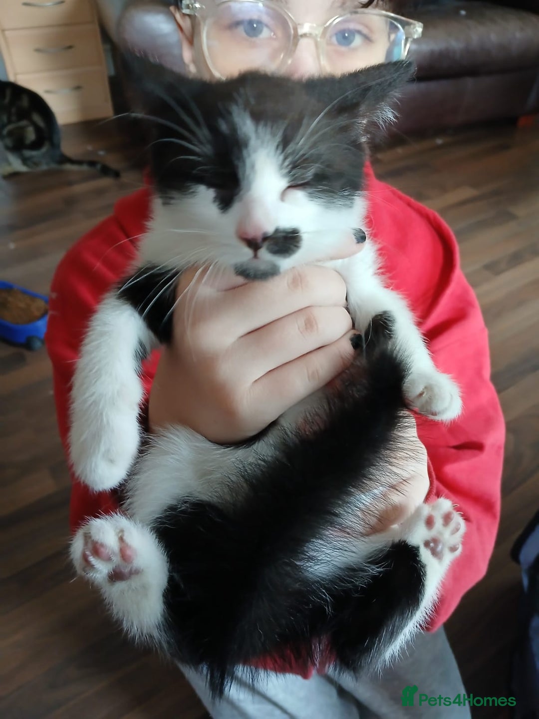 Mixed Breed cats for sale: 4 kittens 1 boy & 3 girls - Image 3