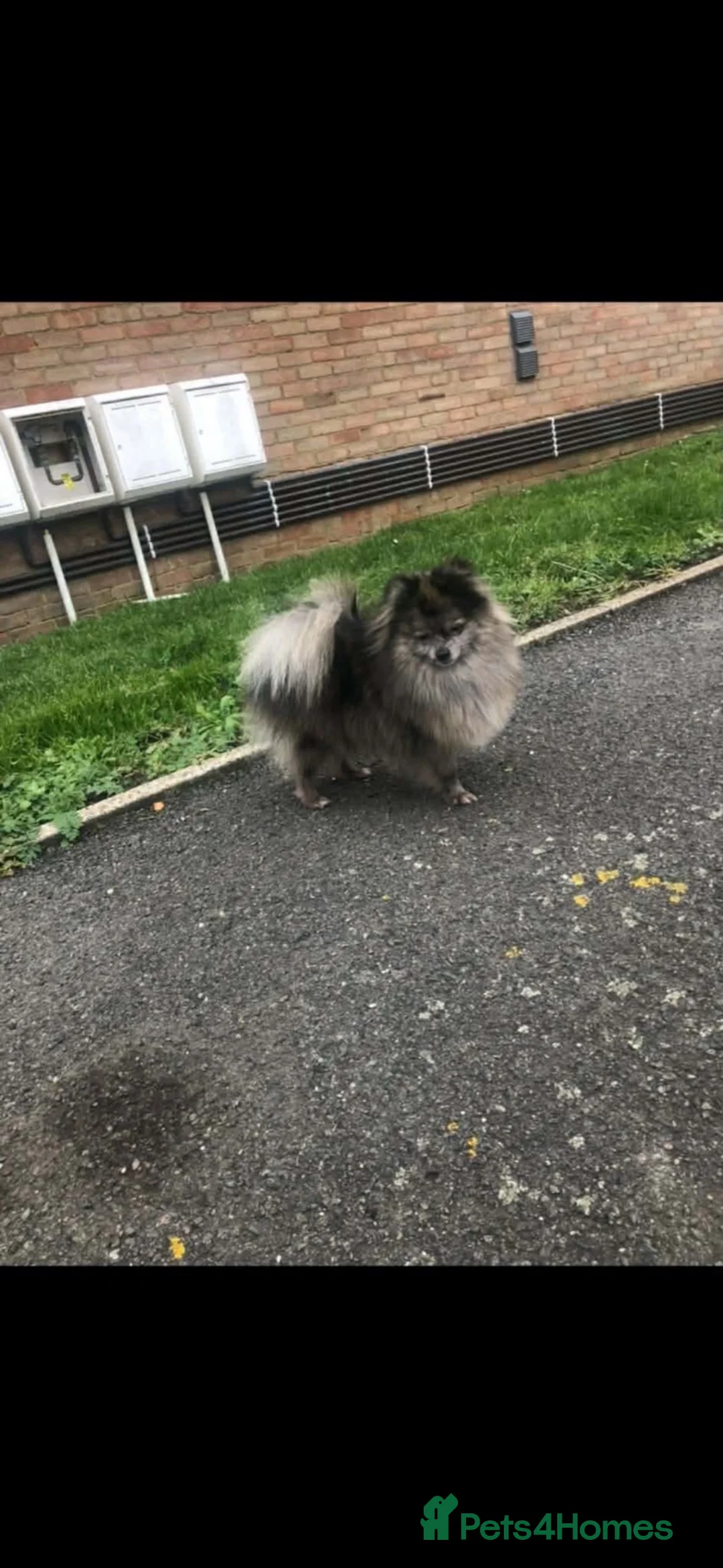 Pomeranian dogs for sale: Champion bloodlines Pomeranian  - Advert 2