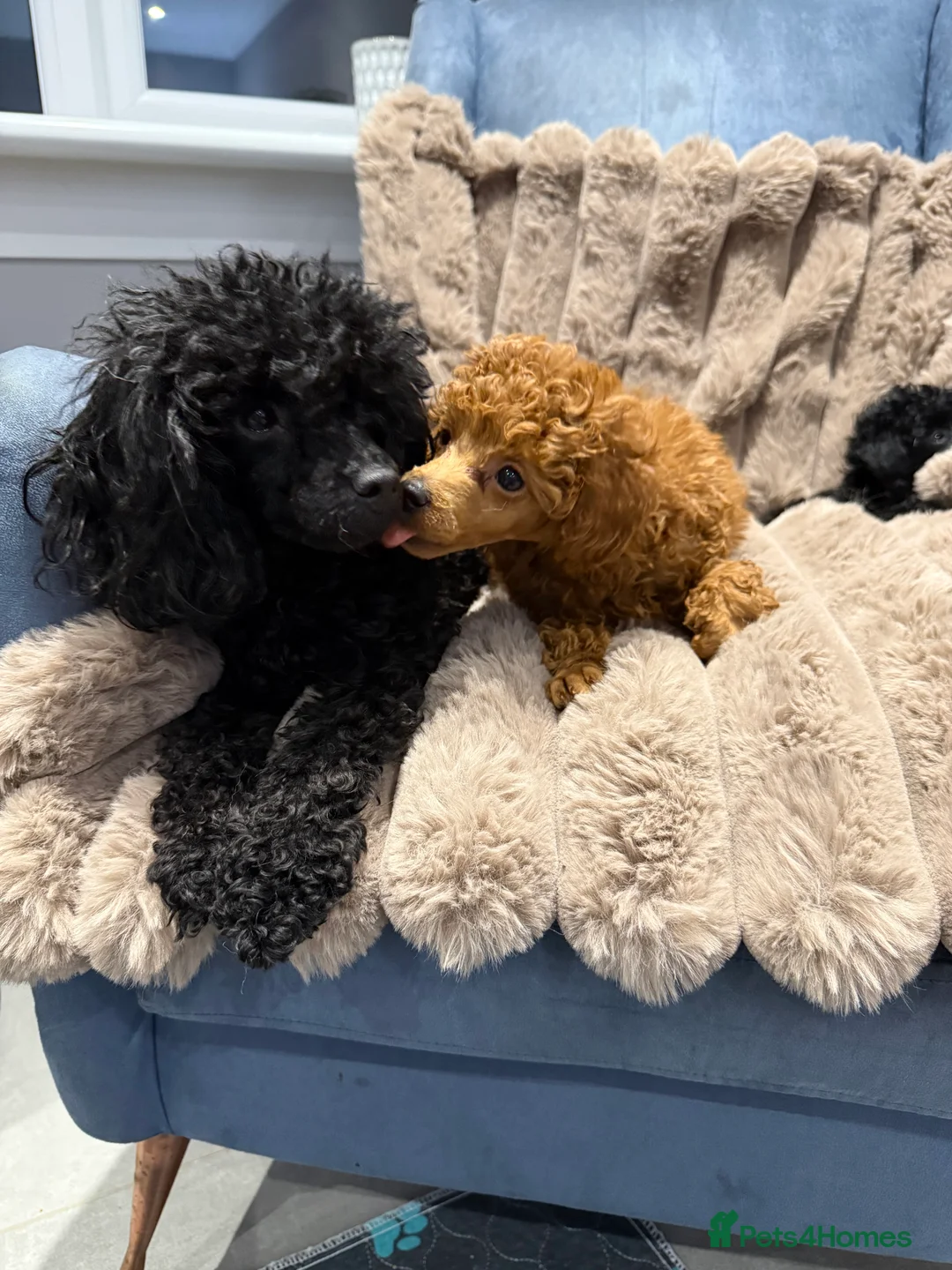 Toy Poodle dogs for sale: KC Reg Toy Poodles  - Advert 8