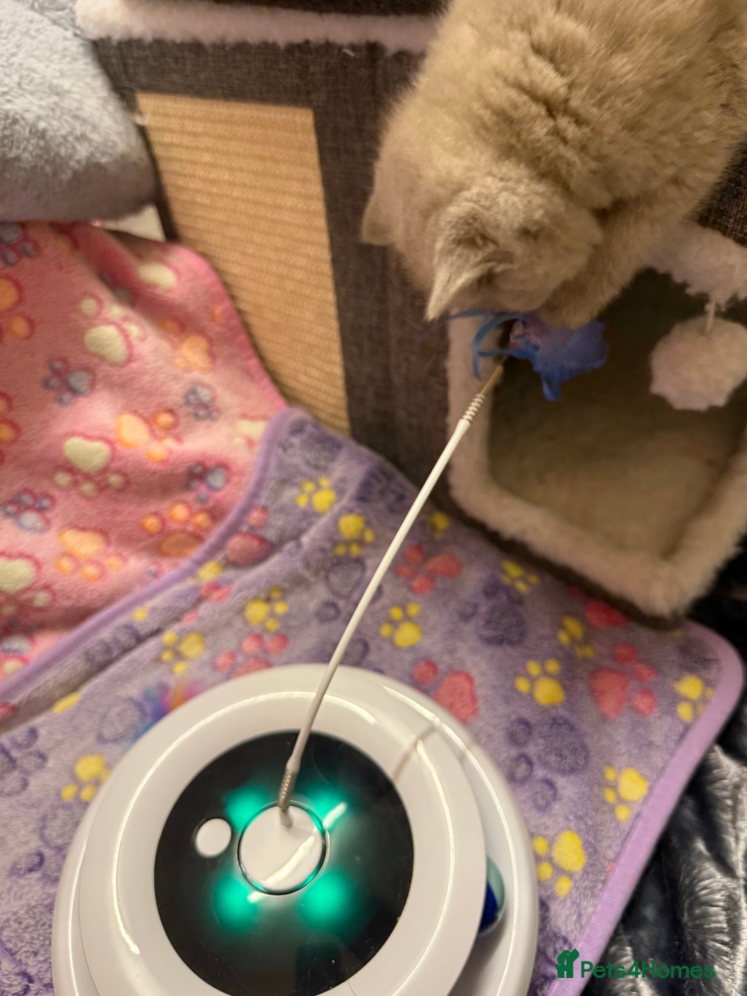 British Shorthair cats for sale: Champion Line British Shorthair Kittens - Advert 22