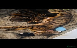 Savannah cats for sale: Savannah x Kittens - Image 2