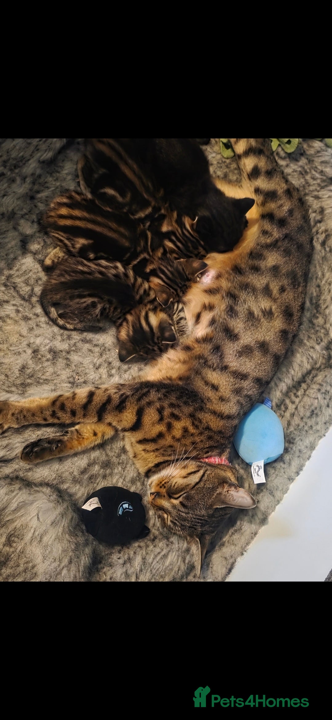 Savannah cats for sale: Savannah x Kittens - Image 2