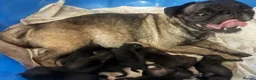Pug dogs for sale: Pug puppies deposits taken soon ready 25/9 - Advert 9