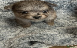 Pomeranian dogs for sale: Very adorable Pomeranian Puppies - Image 23