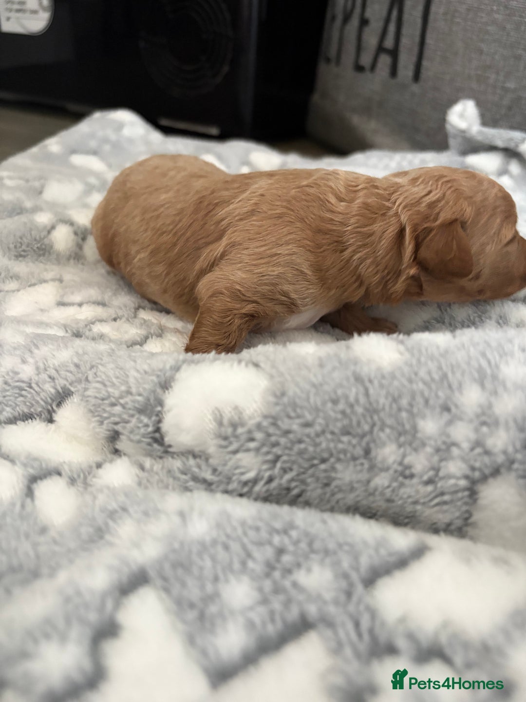 Jackapoo dogs for sale: Beautiful litter of 6 F1B Jackapoos - Image 17
