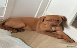 Labrador Retriever dogs for sale: Beautiful Labrador puppies for sale  - Image 20