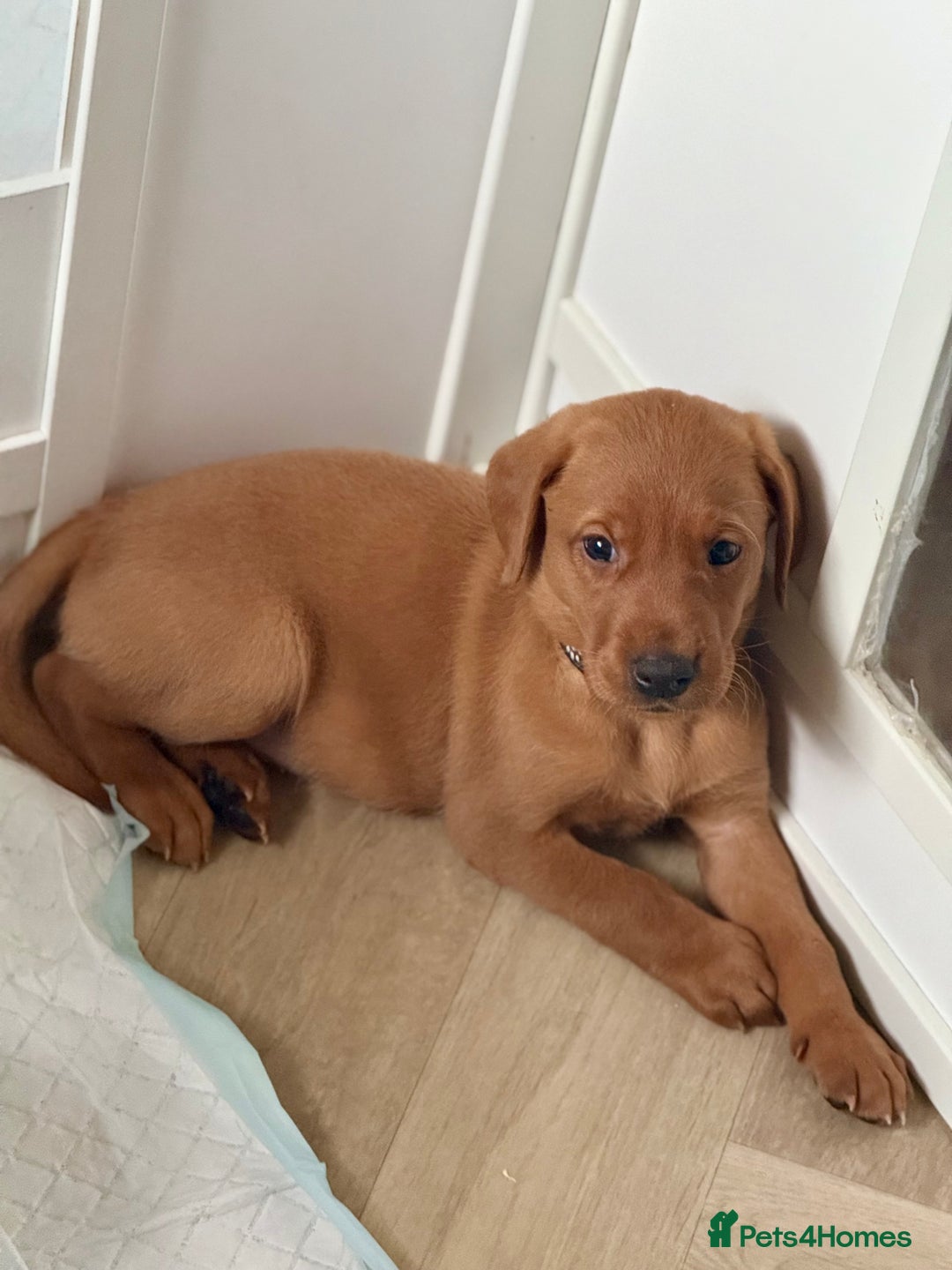 Labrador Retriever dogs for sale: Beautiful Labrador puppies for sale  - Image 20