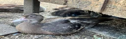 Ducks poultry for sale: Muscovy - lots of colours - Hatched Regularly - Advert 3