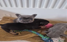 French Bulldog dogs for sale: French bulldog  puppies - Image 10