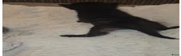 Domestic Shorthair cats for adoption: Rescue Kittens Looking for Forever Homes - Advert 2