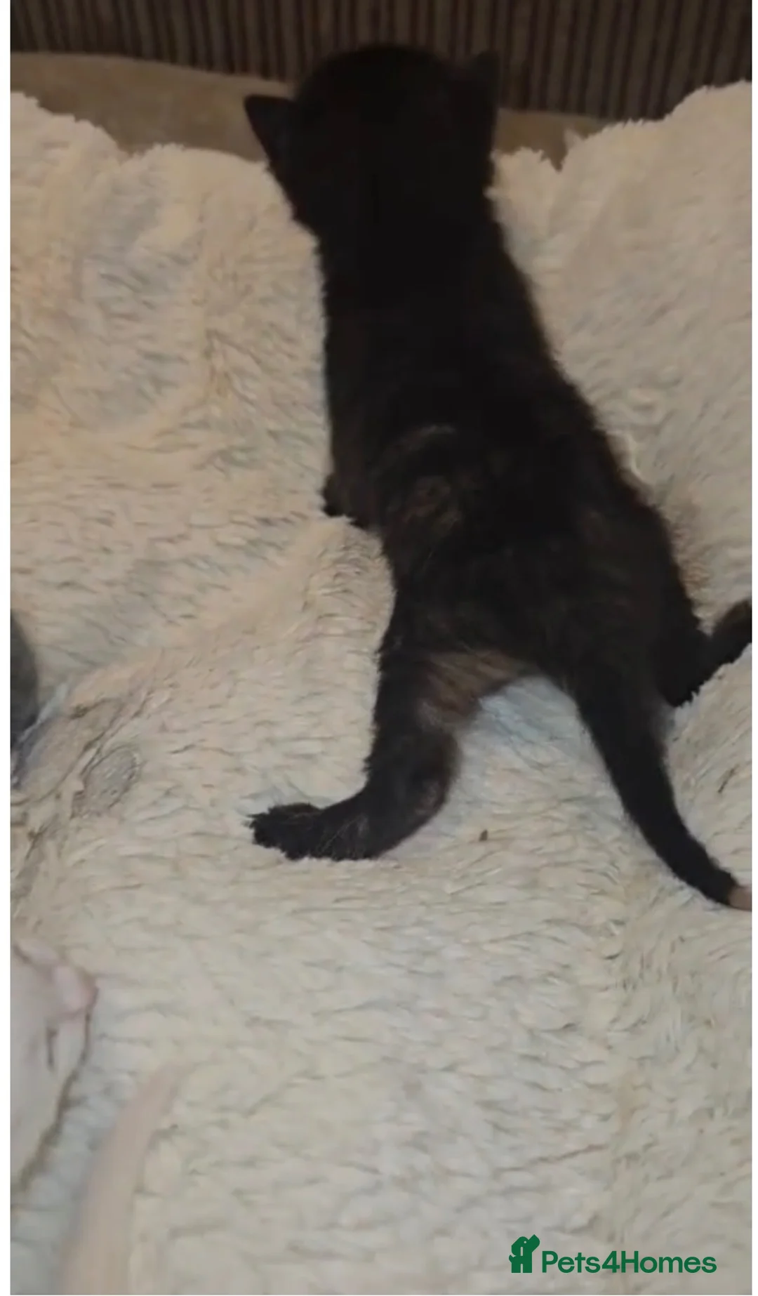 Domestic Shorthair cats for adoption: Rescue Kittens Looking for Forever Homes - Advert 2