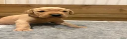 Labrador Retriever dogs for sale: Stunning Fox Red Labrador Puppies - Family Raised in Nantwich - Advert 10