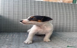 Jack Russell dogs for sale: 1 beautiful Jack Russell boy pup left   - Image 9
