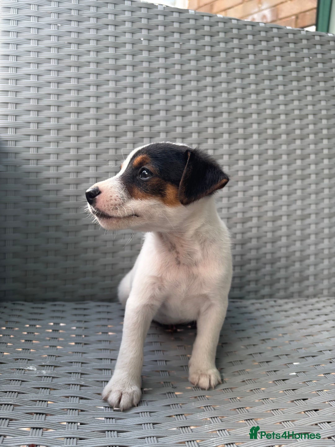 Jack Russell dogs for sale: 1 beautiful Jack Russell boy pup left   - Image 9