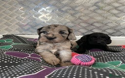 Cockapoo dogs for sale: F1 Cockapoos for sale  - Image 2