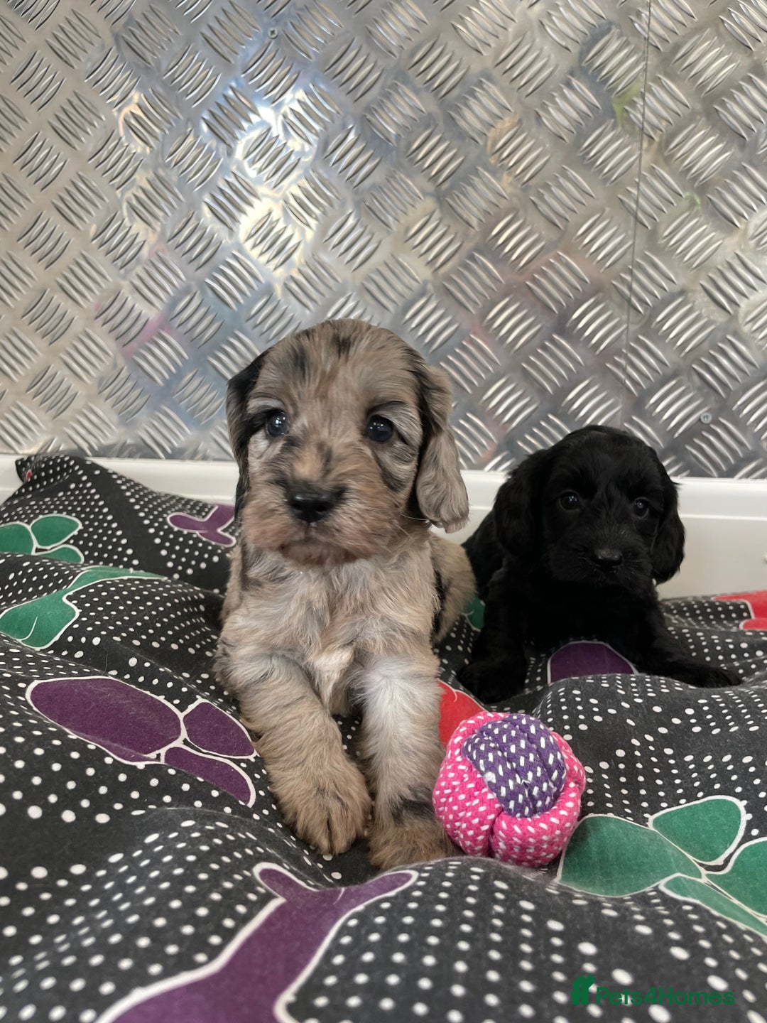 Cockapoo dogs for sale: F1 Cockapoos for sale  - Image 2