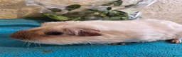 Guinea Pig rodents for sale: Skinnies and calafornians - Advert 13