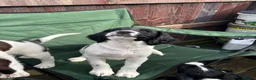 English Springer Spaniel dogs for sale: Stunning English Springer spaniel puppies  in Burntwood - Advert 4