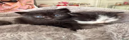 Mixed Breed cats for sale: 🐾 4 Adorable Kittens 🐱 Raised With Love ❤️ - Advert 4