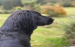 Cockapoo dogs for sale: Time to celebrate 🤩 - Image 11