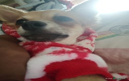 Chihuahua dogs for sale: Adorable Loving hand reared ready now Chihuahuas - Image 7