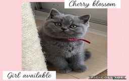 British Shorthair cats for sale: 🌸 Champion GCCF British Shorthair’s 🌸 - Image 13