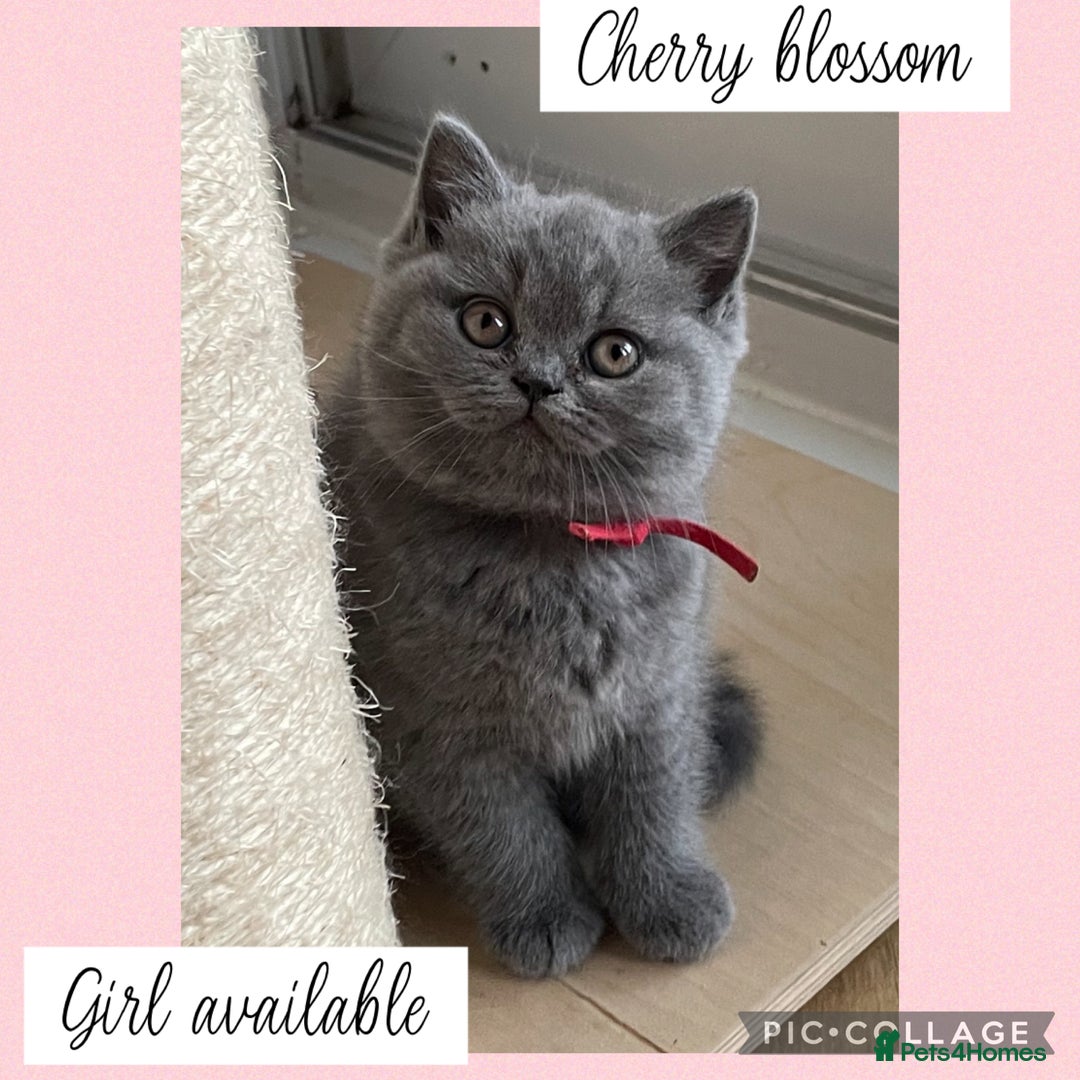 British Shorthair cats for sale: 🌸 Champion GCCF British Shorthair’s 🌸 - Image 13