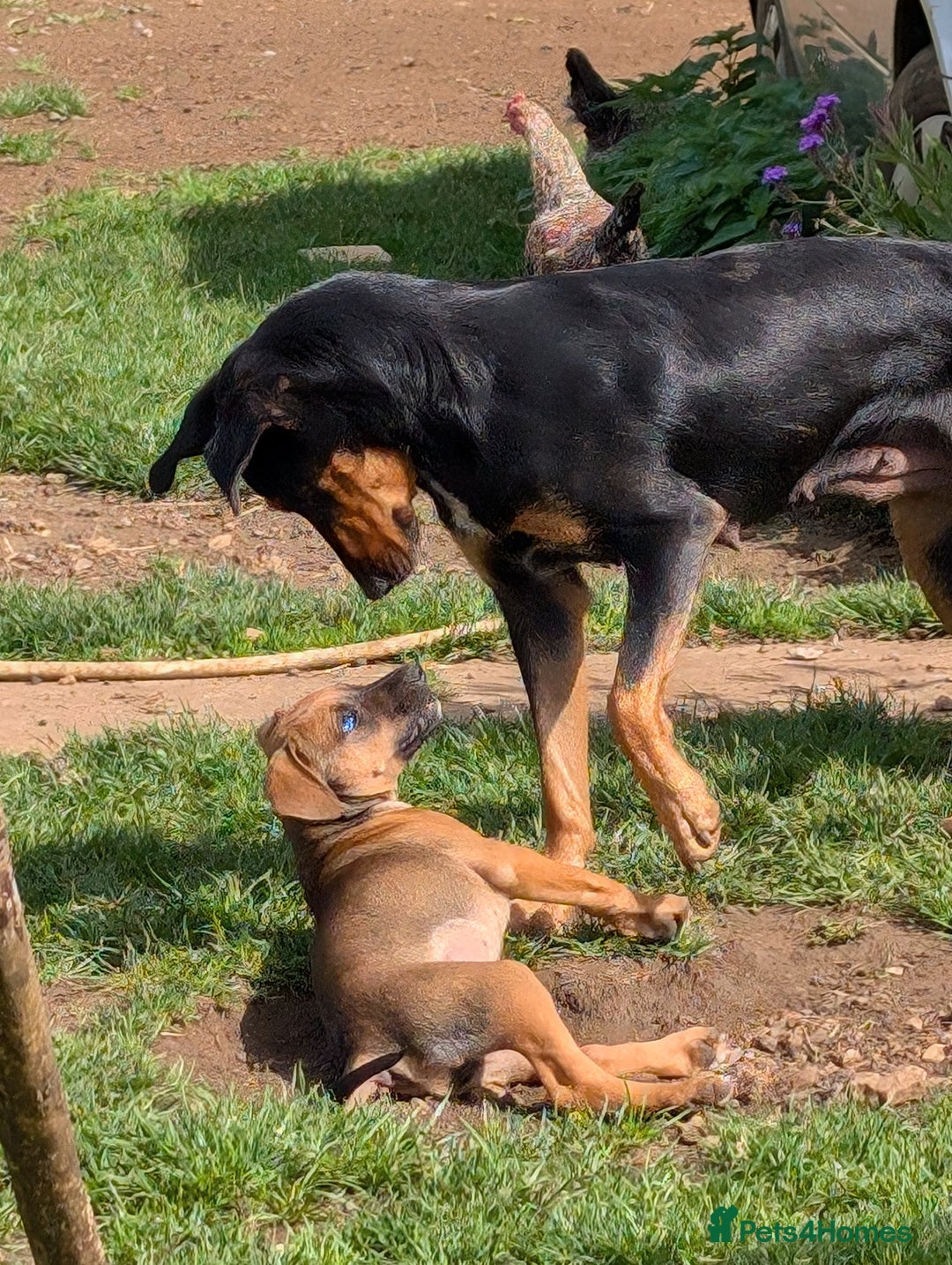 Mixed Breed dogs for sale: Huntaway x Lurcher puppies  - Image 7