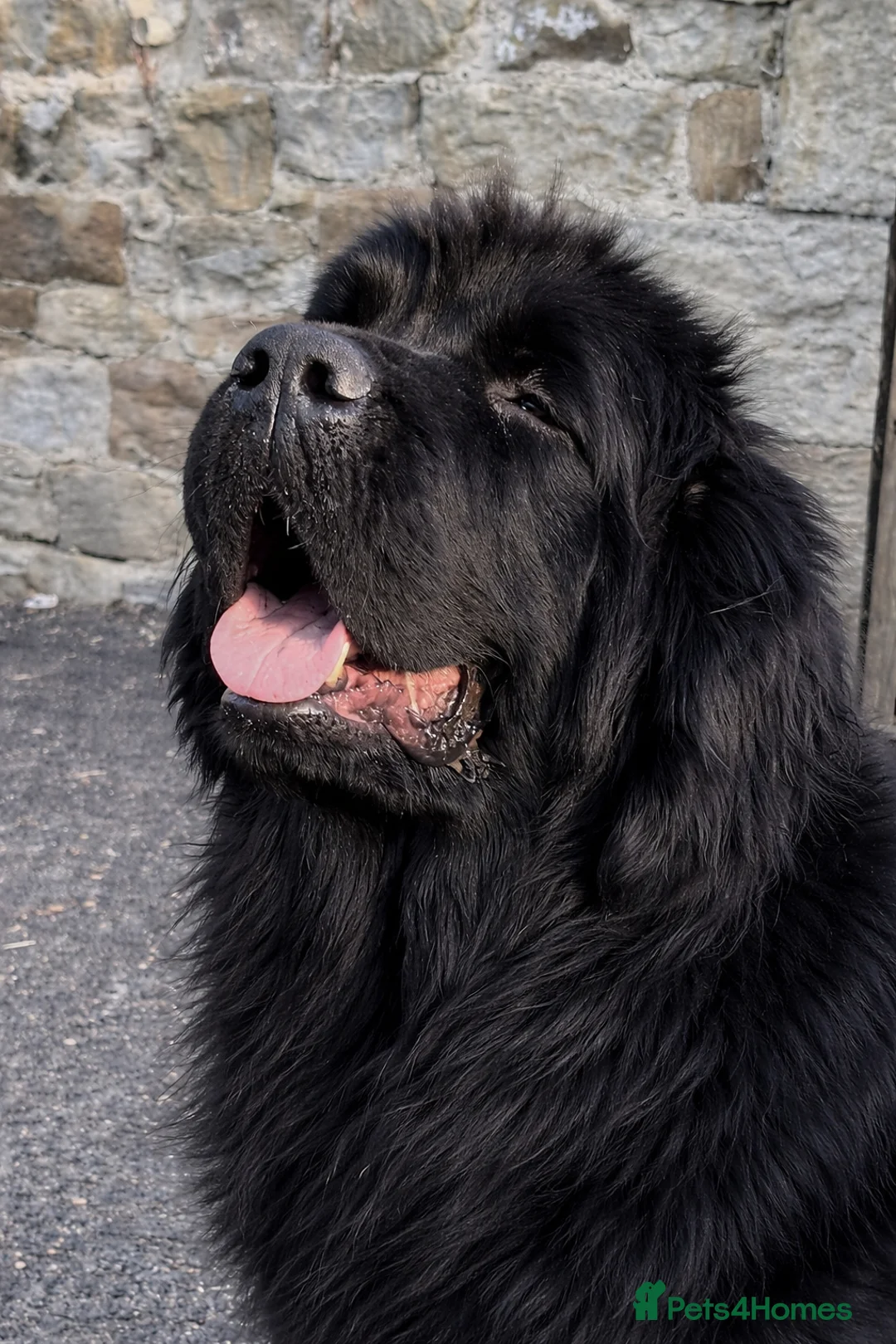 Newfoundland dogs for sale: Newfangled Newfoundlands - KC reg Newfie pups   - Advert 2