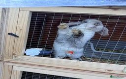 Mini Lop rabbits for sale: Two Mini Lop Bucks 🩵 - Advert 2