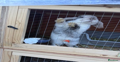 Mini Lop rabbits Two Mini Lop Bucks 🩵 - Advert 2