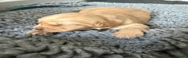 Golden Retriever 5