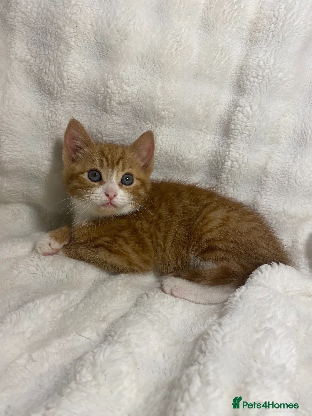 Mixed Breed cats for sale: 3 Adorable Male Kittens Ready For Their New Home🏡 - Advert 13