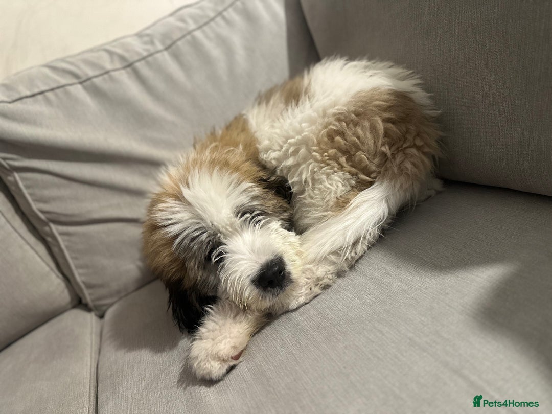 Saint Bernard dogs for sale: Poppy - Image 2