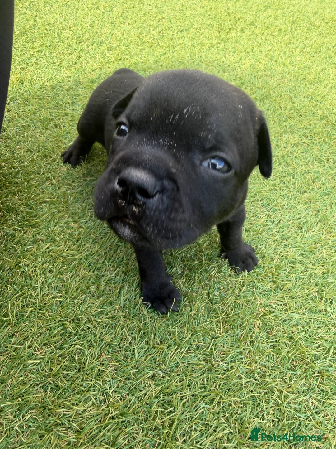 Staffordshire Bull Terrier dogs for sale: KC Registered Red/Brindle Staffy Puppies - Advert 21
