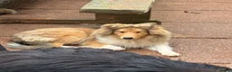 Rough Collie dogs for sale: KC Registered Sable and white puppy bitch - Advert 6