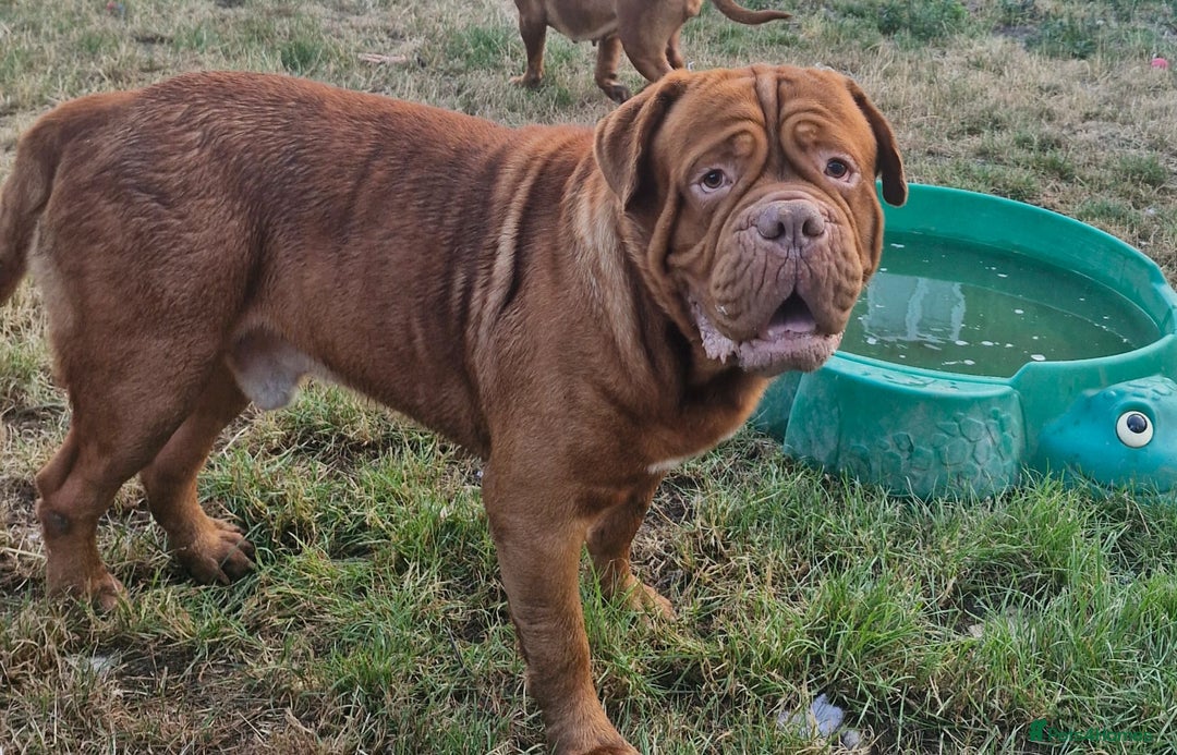Dogue De Bordeaux dogs for sale: A Loving 4-Year-Old Dogue de Bordeaux - Image 1